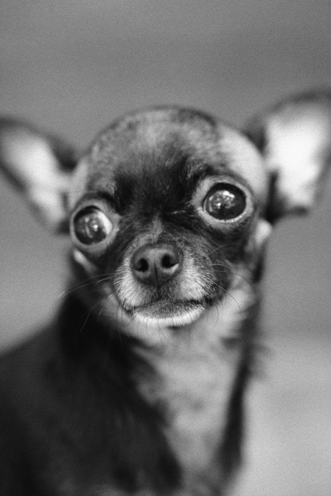 Detail of Chihuahua's Face by Corbis