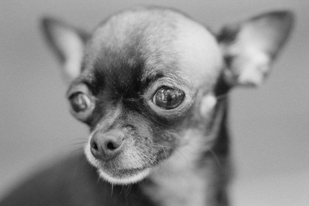 Detail of Chihuahua's Face by Anonymous