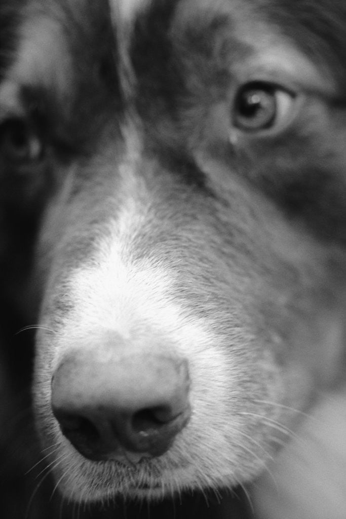 Detail of Dog's Nose by Anonymous