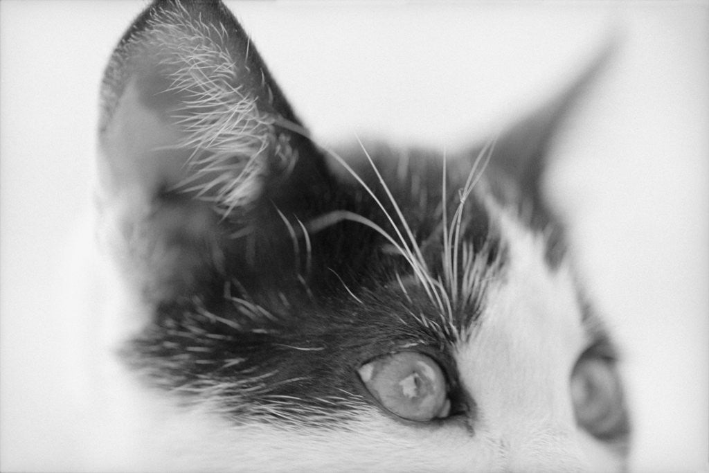Detail of Cat's Head by Anonymous