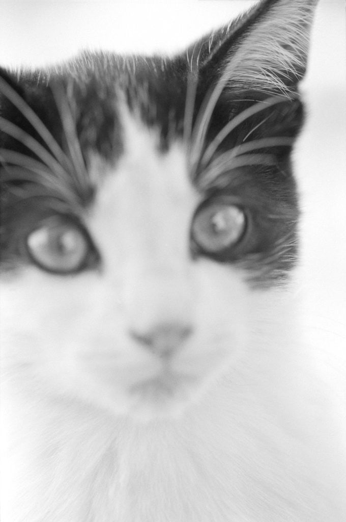 Detail of Cat's Head by Anonymous