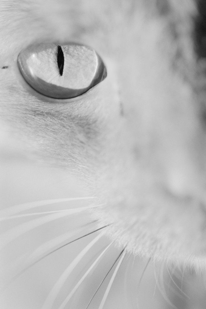 Detail of Cat's Eye by Anonymous