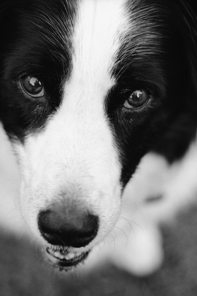 Detail of Head of Border Collie by Anonymous