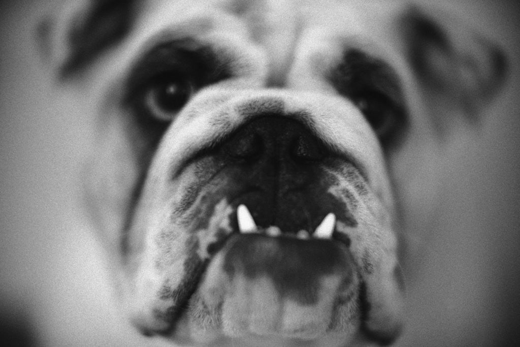 Detail of Face of a Bulldog by Anonymous