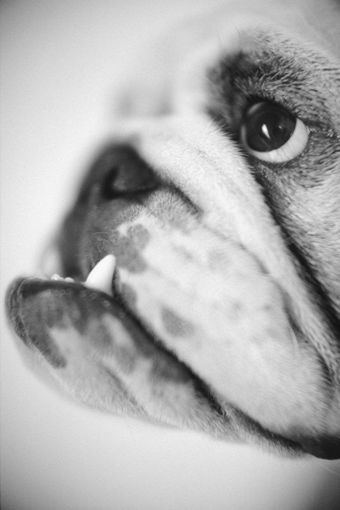 Detail of Face of a Bulldog by Anonymous