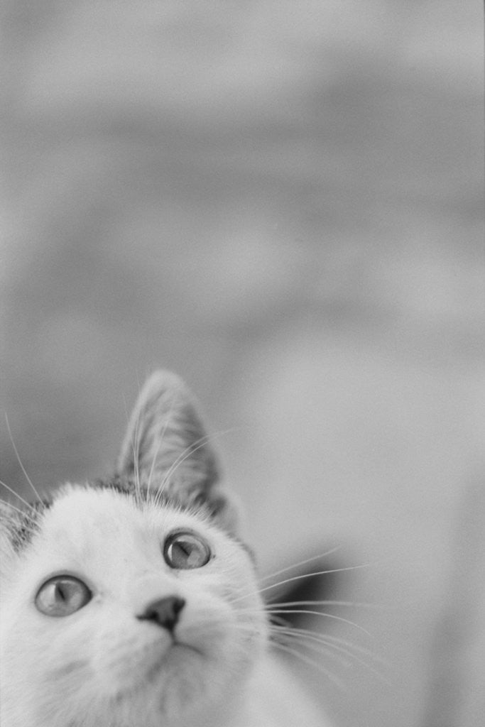 Detail of Cat's Head by Anonymous