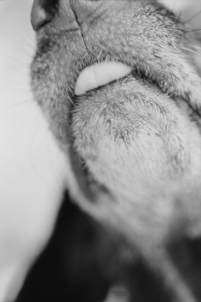 Detail of Dog Sticking out Tongue by Anonymous