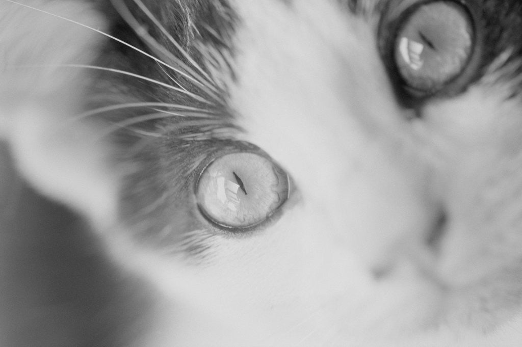 Detail of Cat's Eyes by Corbis