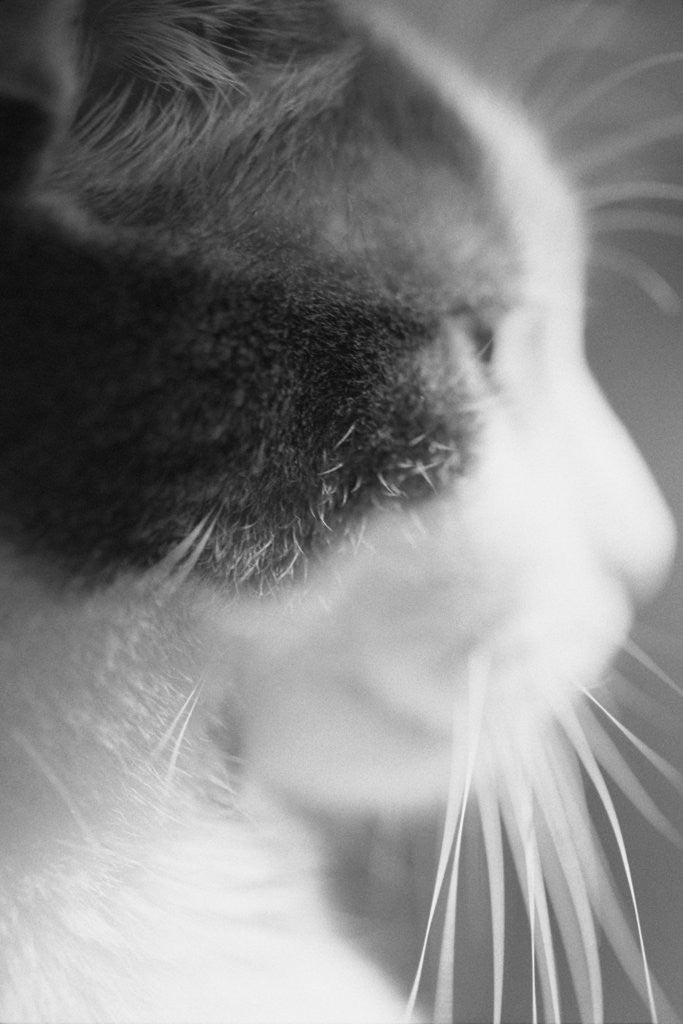 Detail of Cat's Head by Anonymous