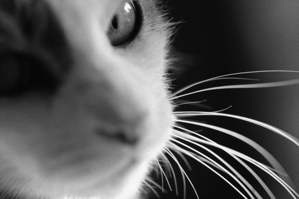 Detail of Cat's Head by Anonymous