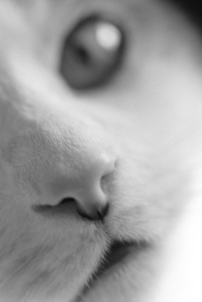 Detail of Cat's Mouth by Anonymous