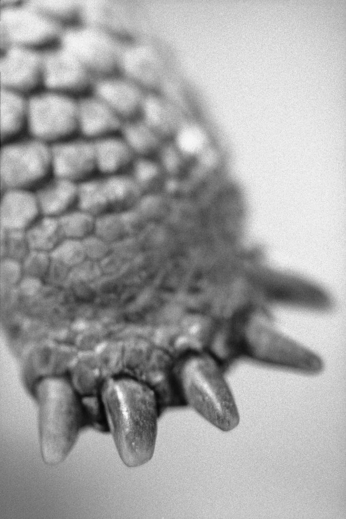 Detail of Turtle's Foot by Anonymous