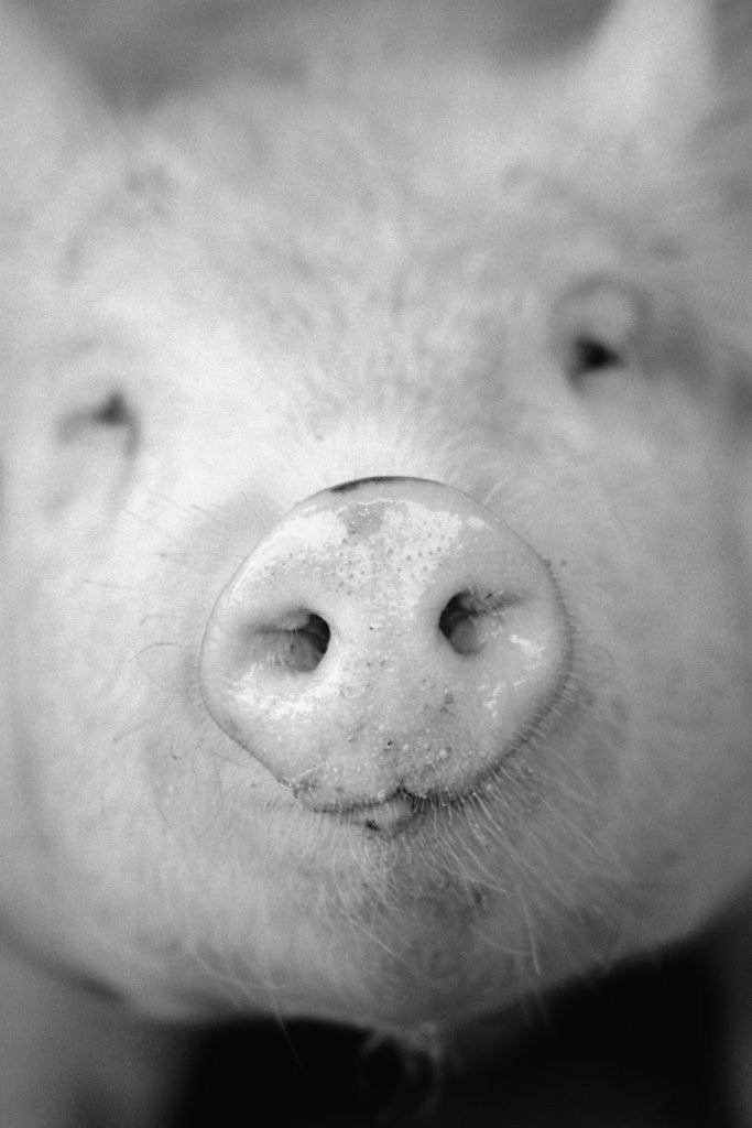 Detail of Pig's Nose by Anonymous