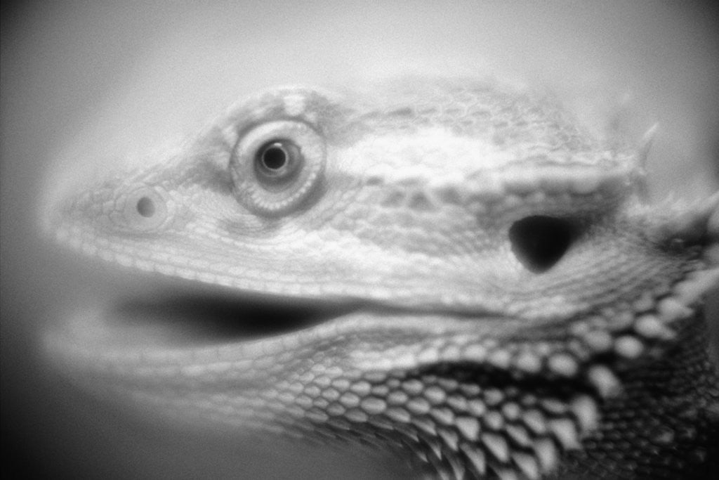 Detail of Side of Iguana's Face by Corbis