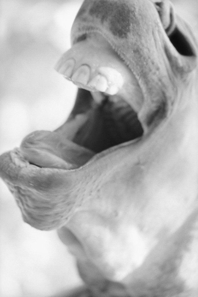 Detail of Horse's Opened Mouth by Anonymous