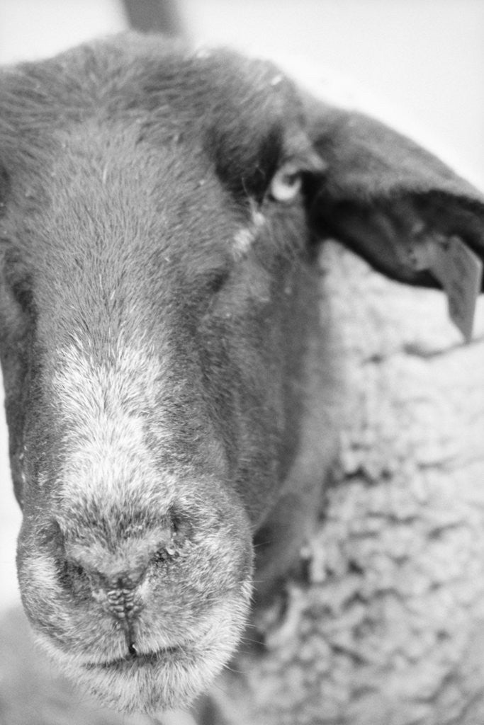 Detail of Sheep's Face by Anonymous