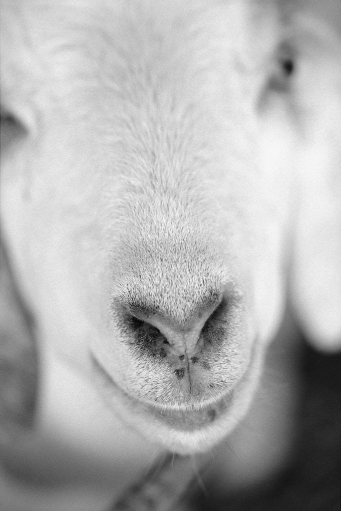 Detail of Close Up of Goat's Nose by Anonymous