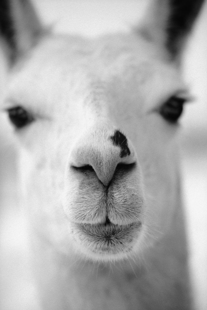 Detail of Close-Up of Alpaca's Nose by Corbis