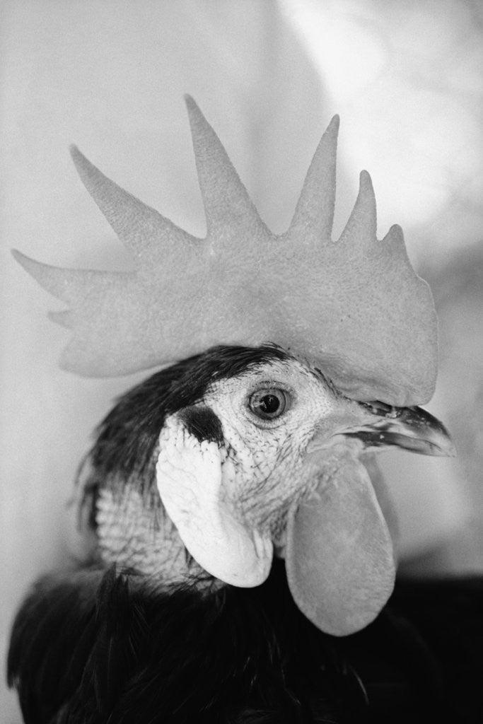 Detail of Side of Rooster's Face by Corbis