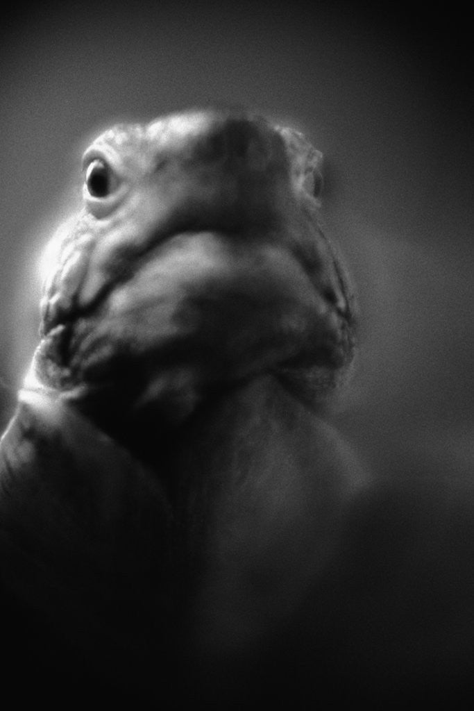 Detail of Reptile's Face by Anonymous