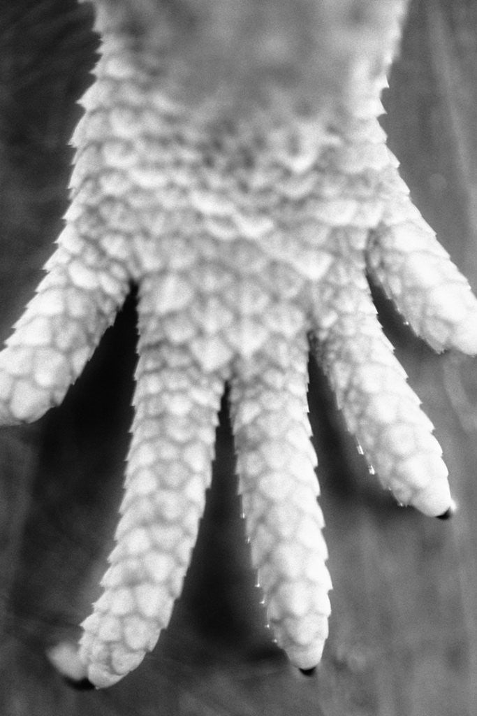 Detail of Reptile's Feet by Anonymous