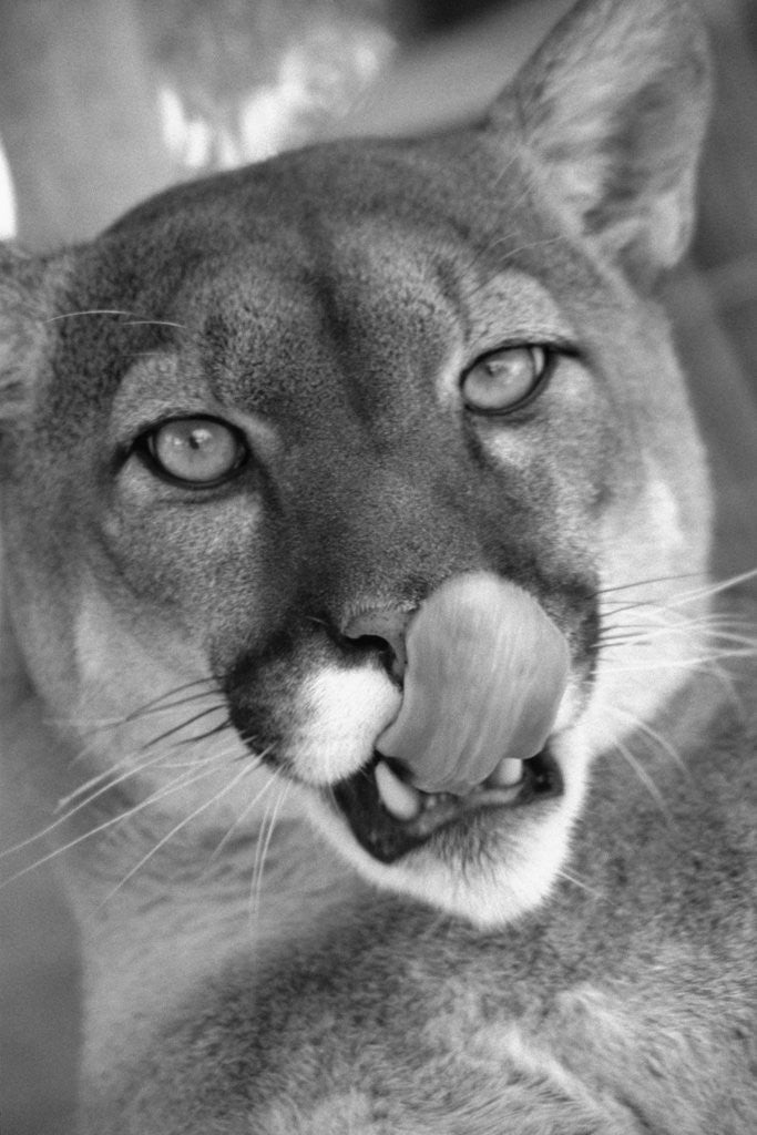 Detail of Mountain Lion Licking Nose by Anonymous
