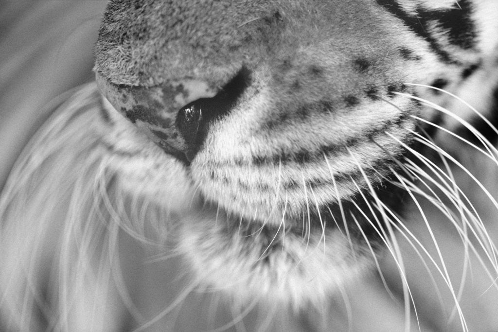 Detail of Tiger's Mouth by Anonymous