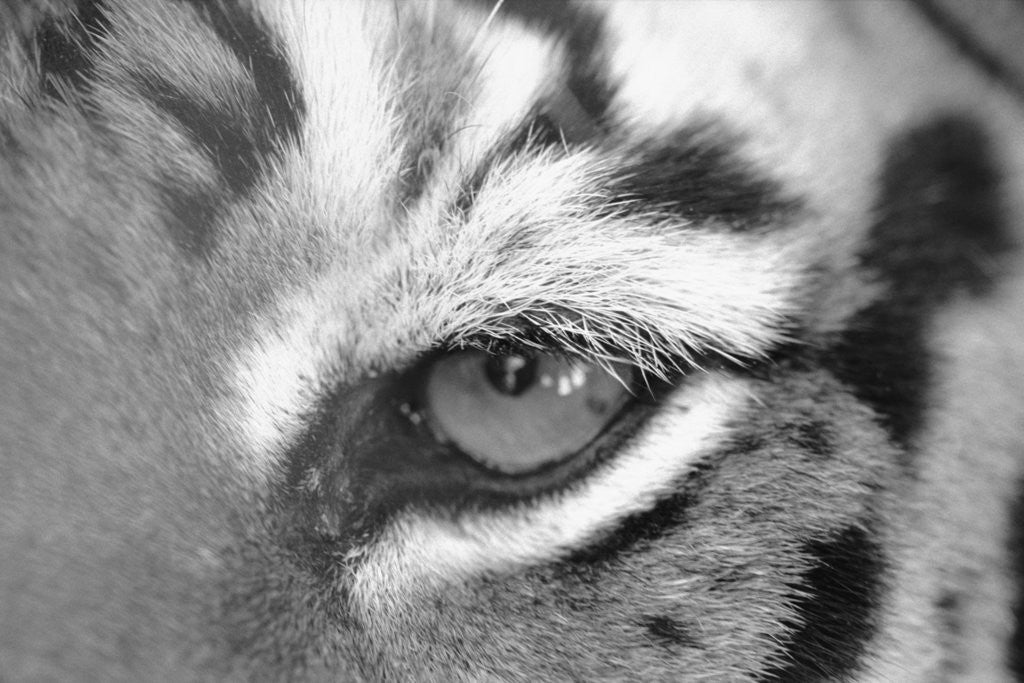 Detail of Tiger's Eye by Anonymous