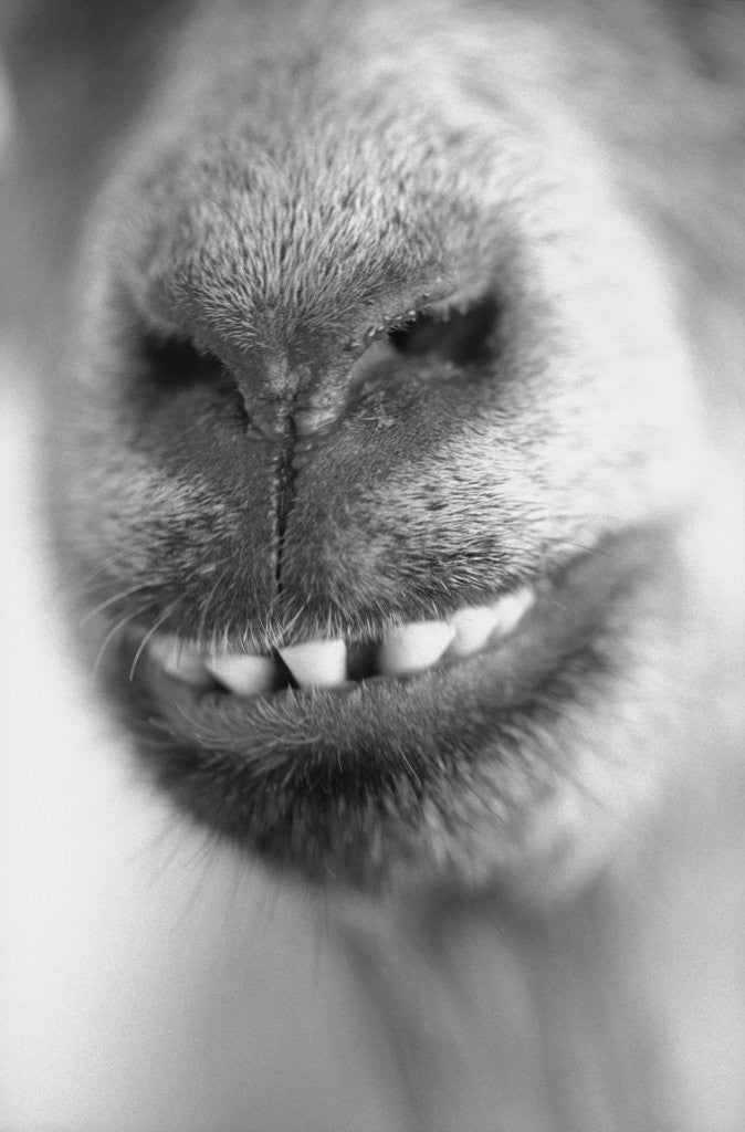 Detail of Mouth and Nose of a Goat by Anonymous