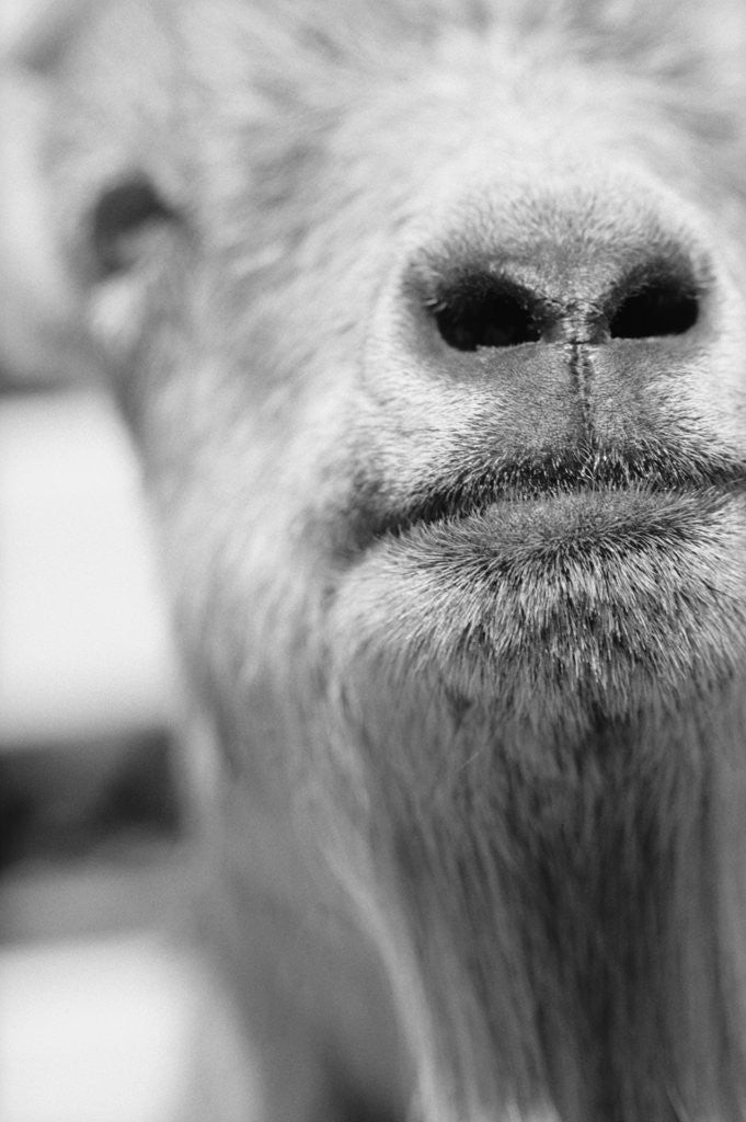 Detail of Mouth and Nose of a Goat by Anonymous