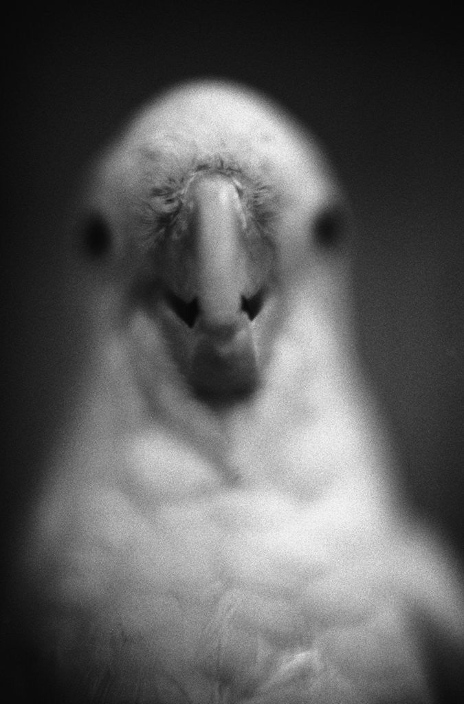 Detail of Parrot's Beak by Anonymous