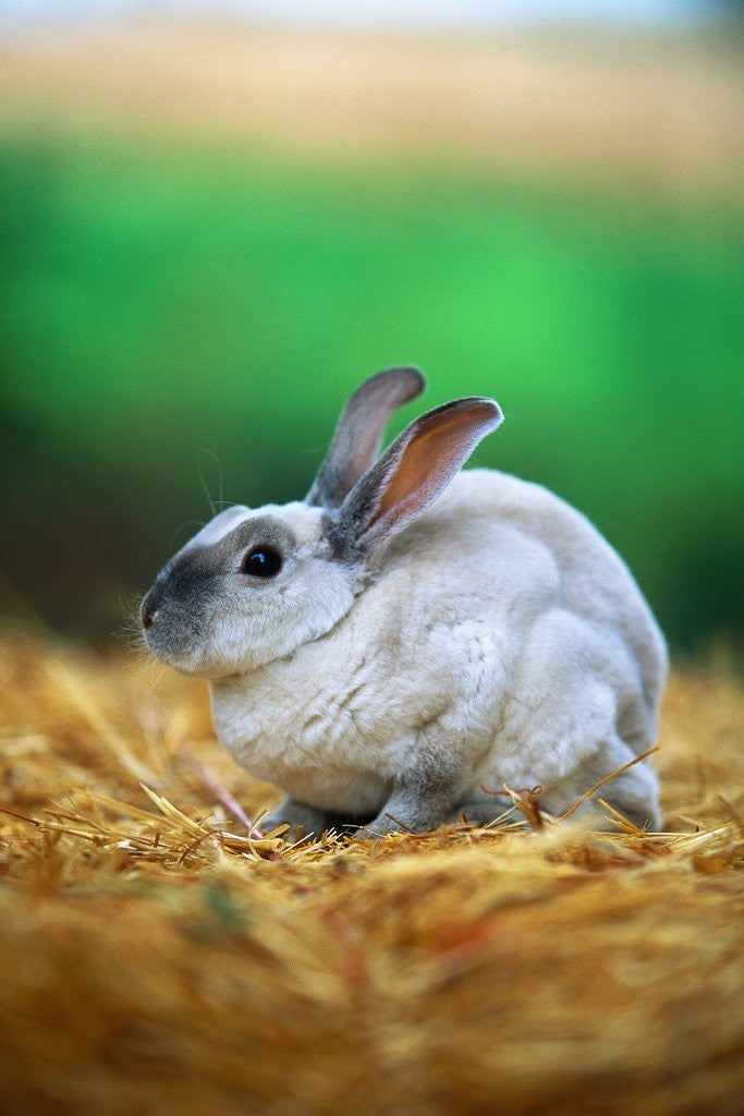 Detail of Rabbit Sitting on Bale of Straw by Corbis