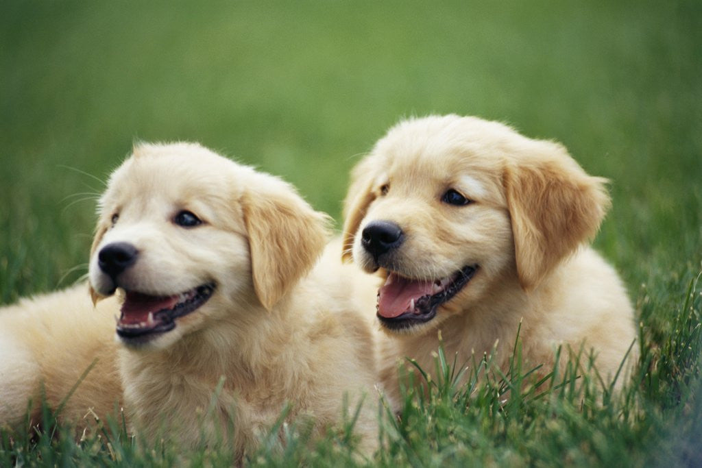 Detail of Golden Retrievers Resting on Grass by Anonymous