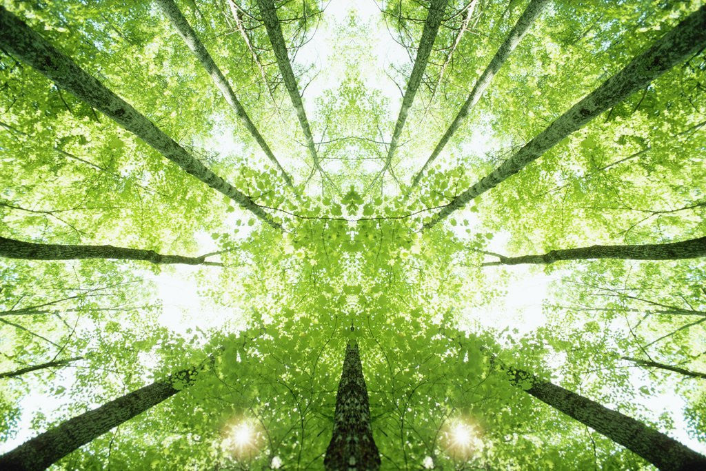 Detail of Trees in Forest Ascending by Anonymous