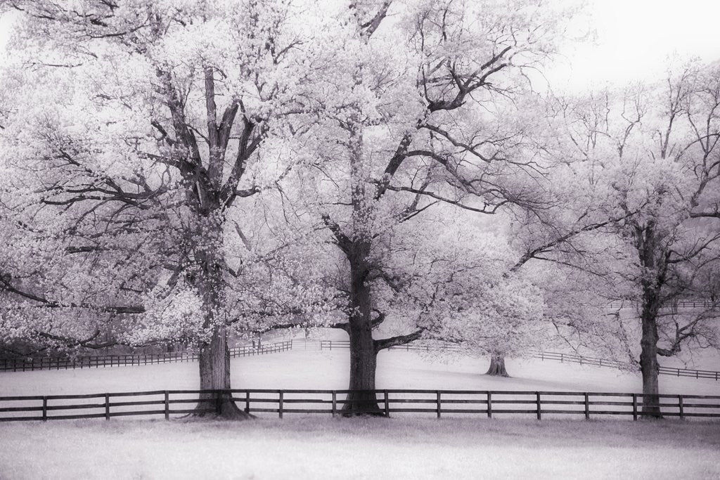 Detail of Trees and Fence in Snowy Field by Corbis