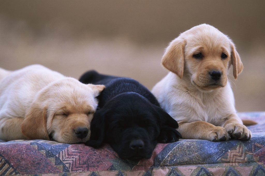Detail of Labrador Retriever Puppies by Anonymous