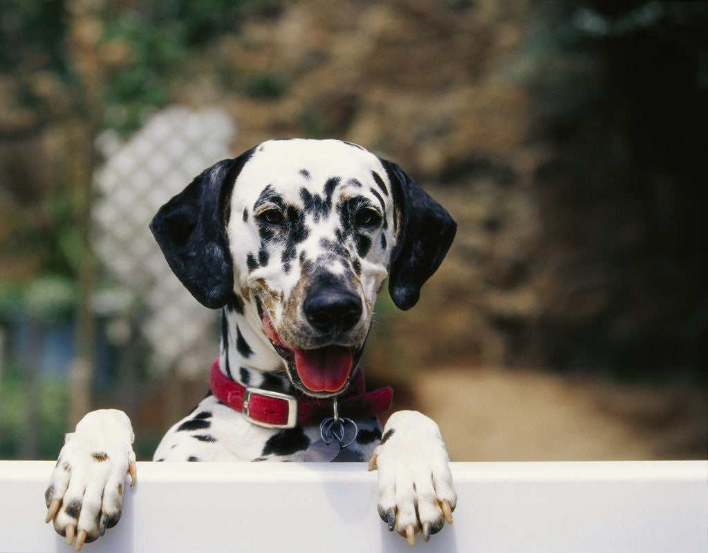 Detail of Dalmatian Looking over Fence by Corbis