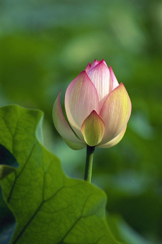 Detail of Lotus Flower by Anonymous