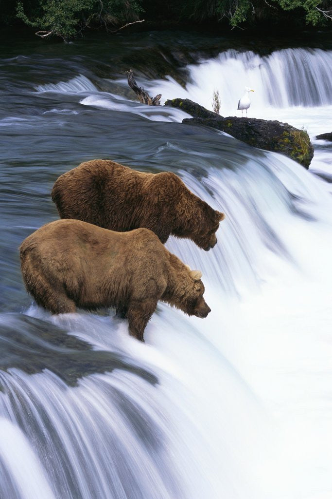 Detail of Brown Bears Fishing at Brooks Falls by Anonymous