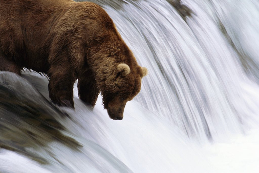 Detail of Brown Bear Fishing at Brooks Falls by Anonymous