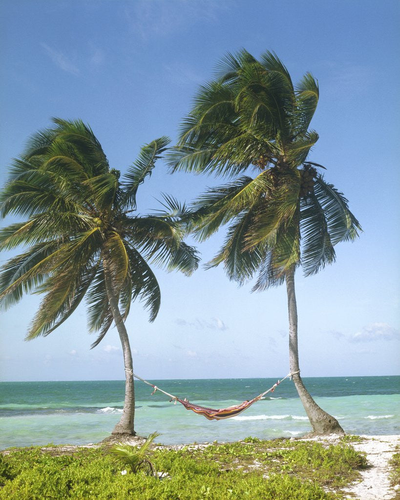 Detail of Hammock Attached to Palm Trees at Ocean by Corbis