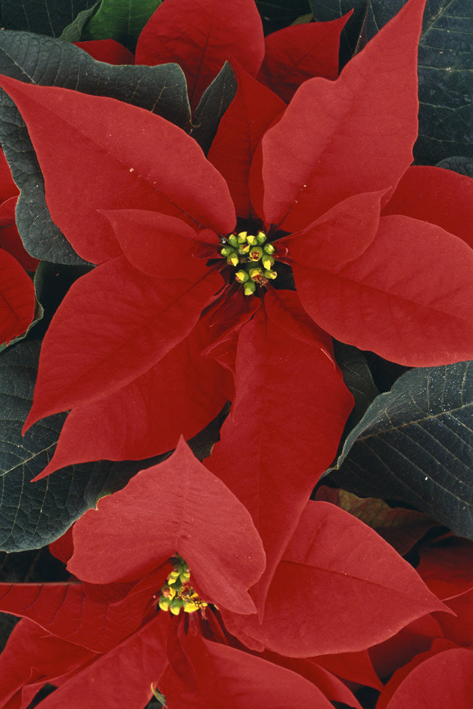 Detail of Poinsettia by Anonymous