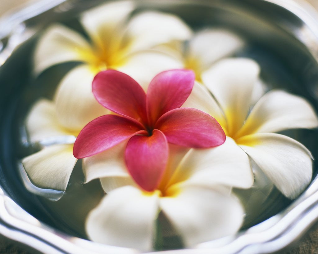 Detail of Frangipani Flowers in Bowl of Water by Anonymous