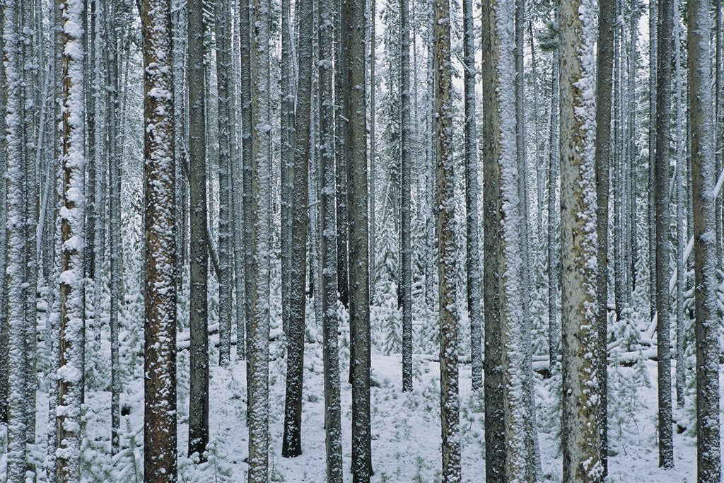 Detail of Lodgepole Pine Trees Frosted with Snow by Anonymous