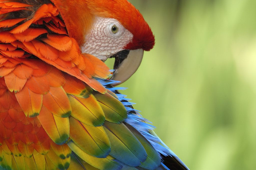 Detail of Colorful Scarlet Macaw by Anonymous