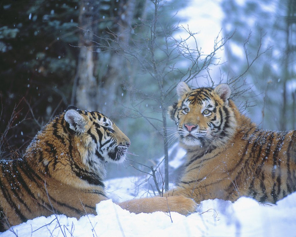 Detail of Siberian Tigers Resting in Snow by Anonymous