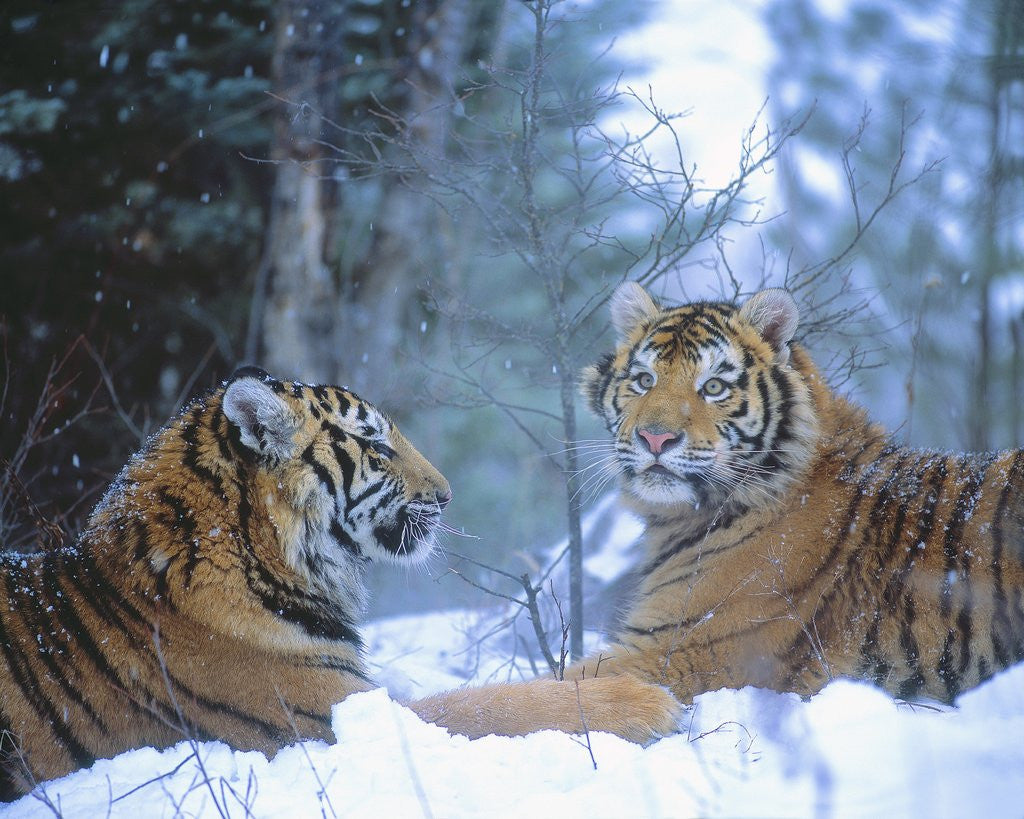 Detail of Siberian Tigers Resting in Snow by Corbis