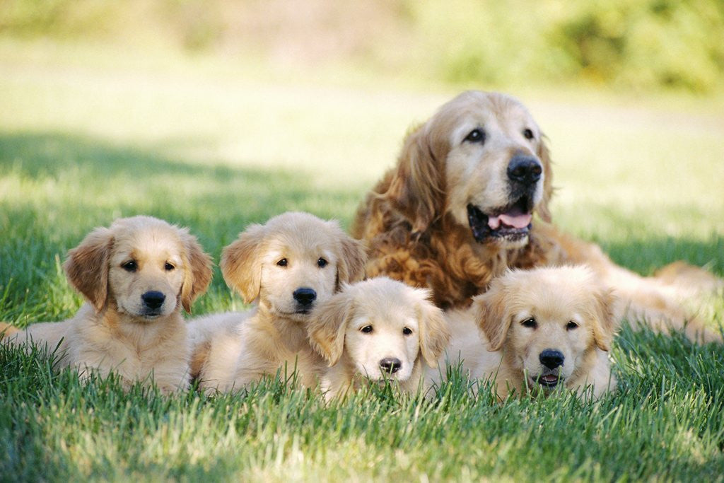 Detail of Mother Dog and Puppies by Corbis