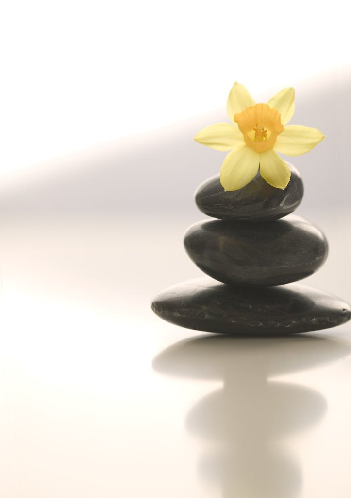Detail of Flower Balancing on Rocks by Anonymous
