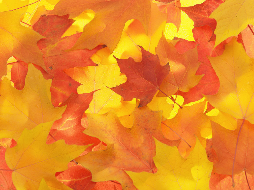 Detail of Fall Colored Maple Leaves by Corbis